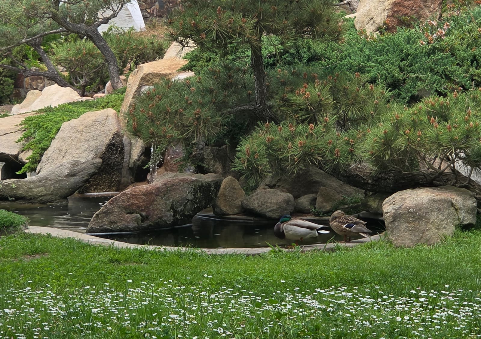 Ducks resting at a rock-edged garden pond beside a daisy-covered lawn