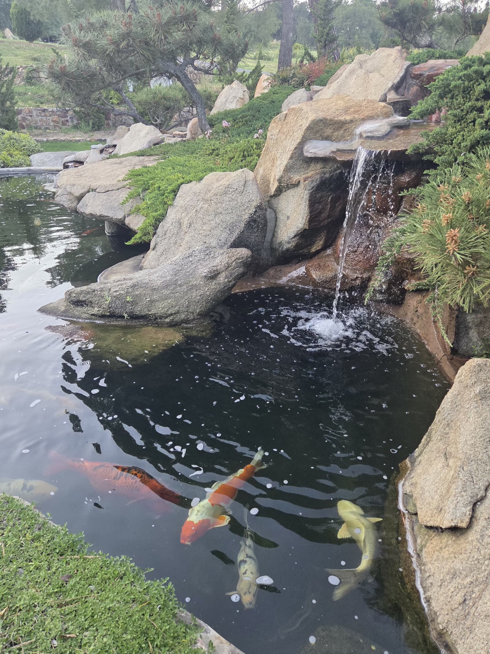 Koi swimming in a garden pond below a small rock waterfall